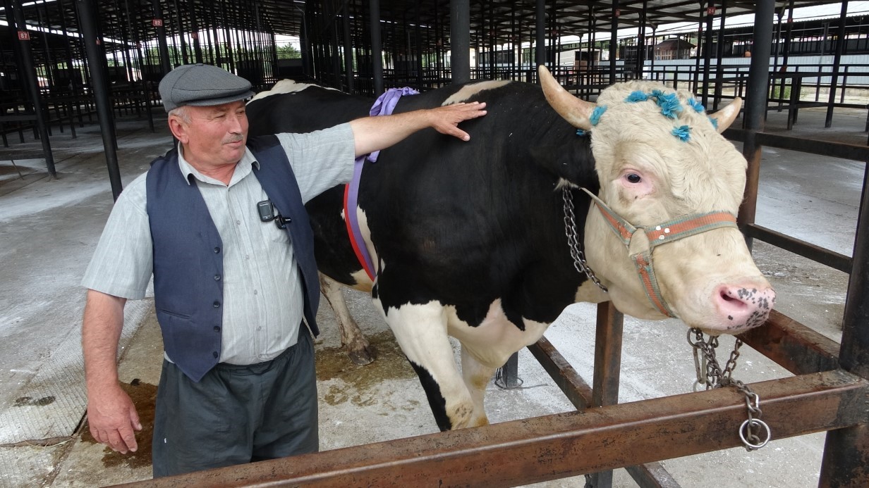 Kütahya’da 1 ton 200 kiloluk kurbanlık 350 bin TL’ye satıldı