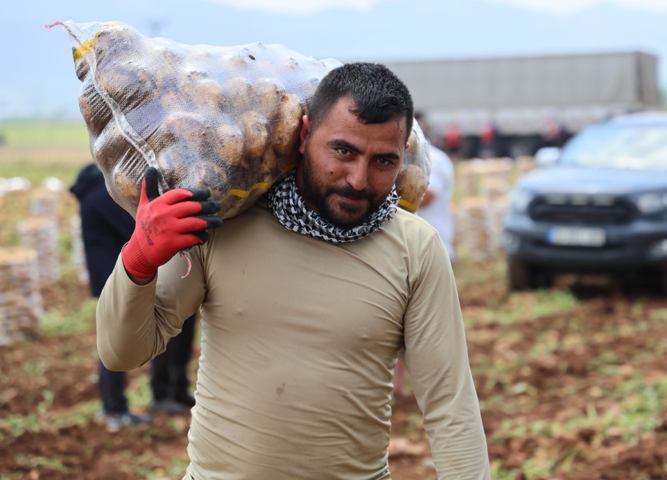 Bunlar özel işçiler: Günlük 250-300 ton patates yükleyip 2 bin 500 TL kazanıyorlar