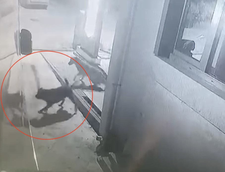 Sokak köpekleri karavanın tamponunu parçaladı