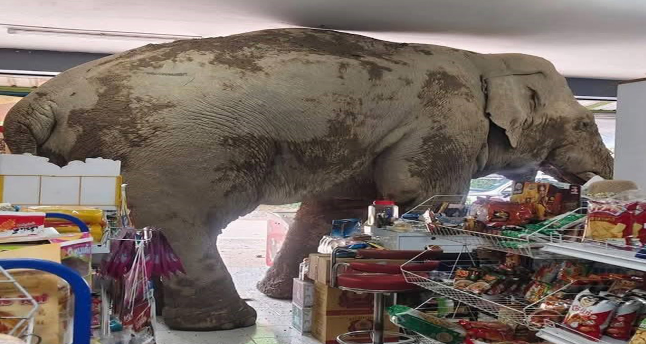 Tayland'da market sahibi, atıştırmalıkları yiyen fili sapanla kovaladı