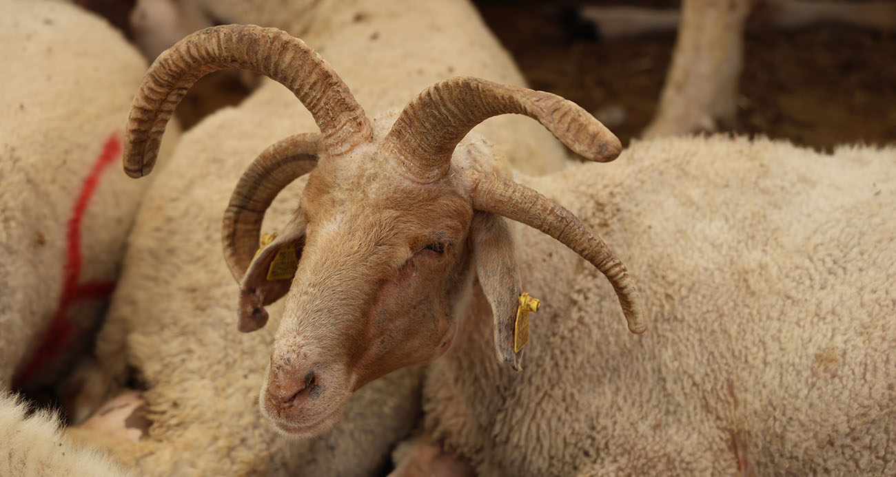 Adana’da 4 boynuzlu koçlar kurban pazarlarının gözdesi oldu