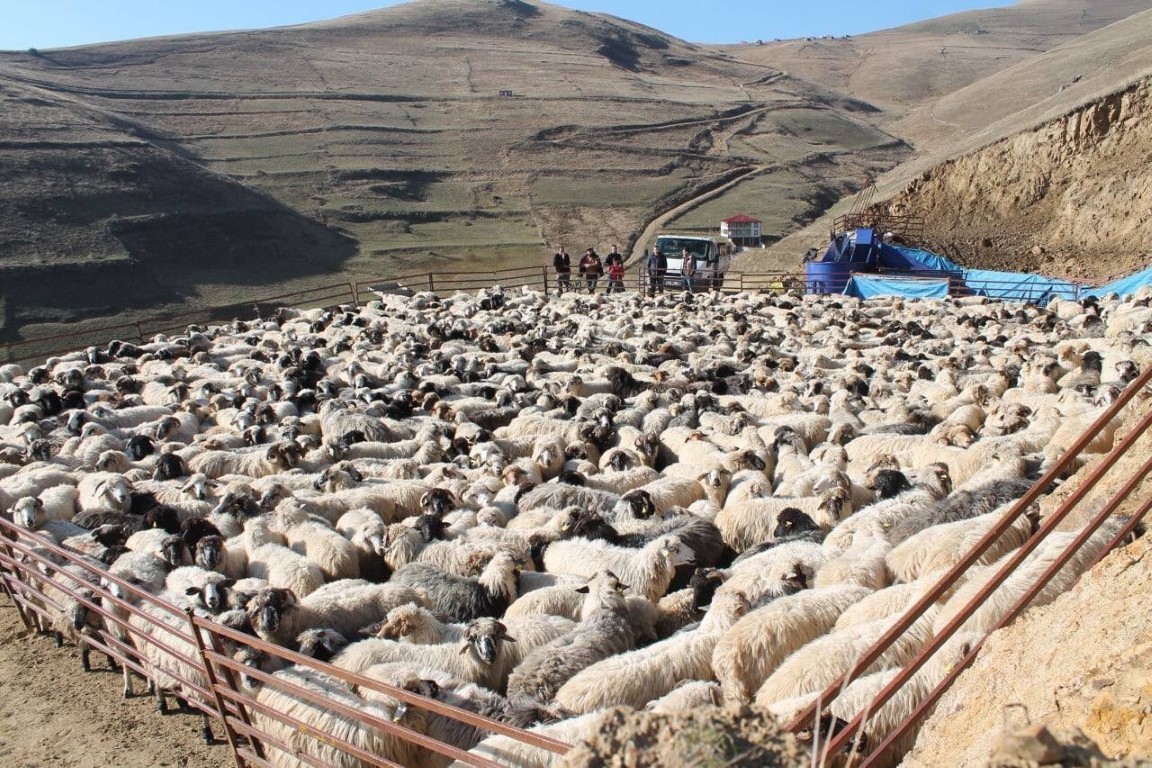 Bayburt’ta küçükbaş hayvanlar mobil koyun yıkama makineleriyle yıkanarak ilaçlanıyor