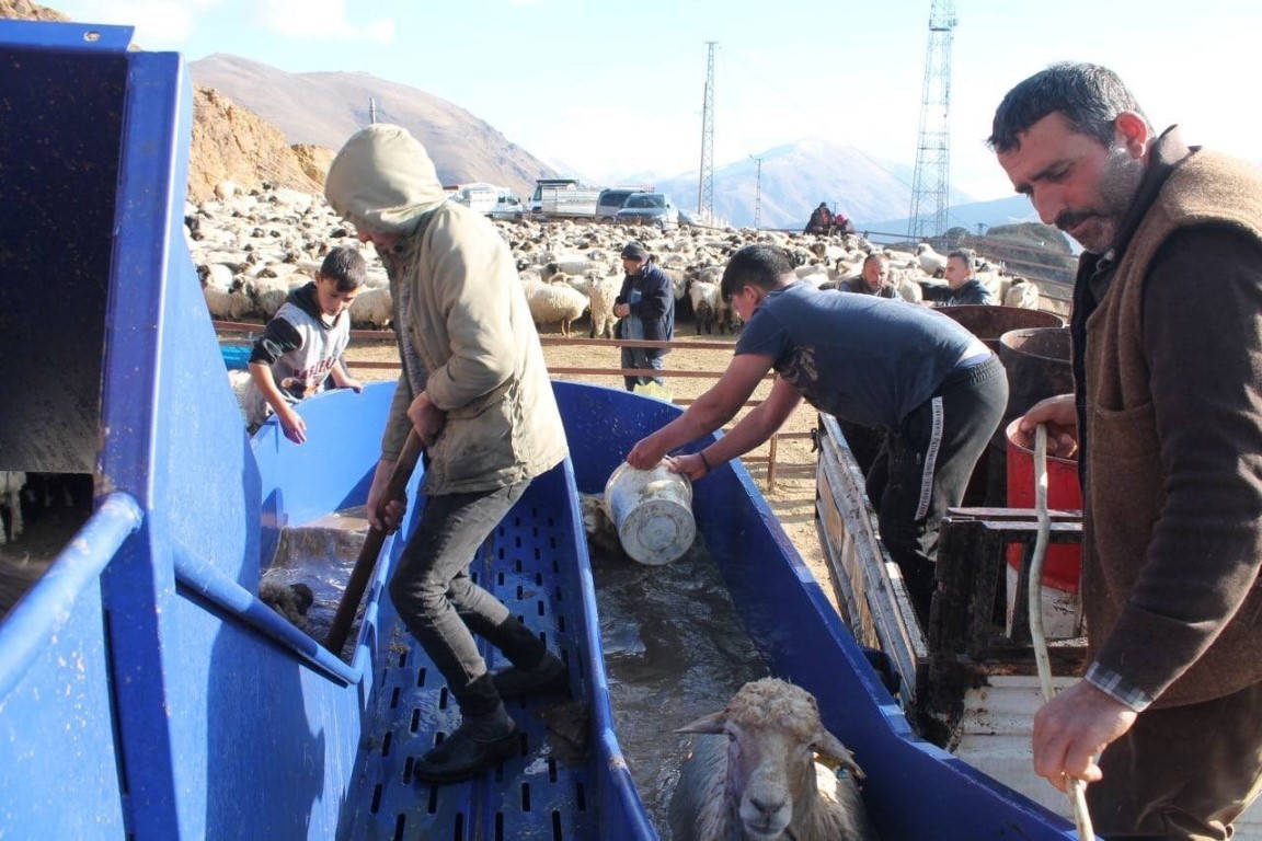 Bayburt’ta küçükbaş hayvanlar mobil koyun yıkama makineleriyle yıkanarak ilaçlanıyor