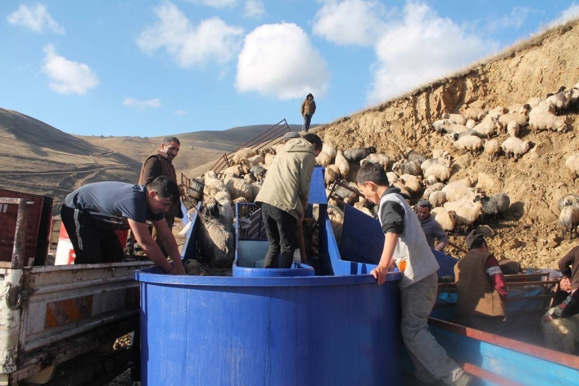 Bayburt’ta küçükbaş hayvanlar mobil koyun yıkama makineleriyle yıkanarak ilaçlanıyor