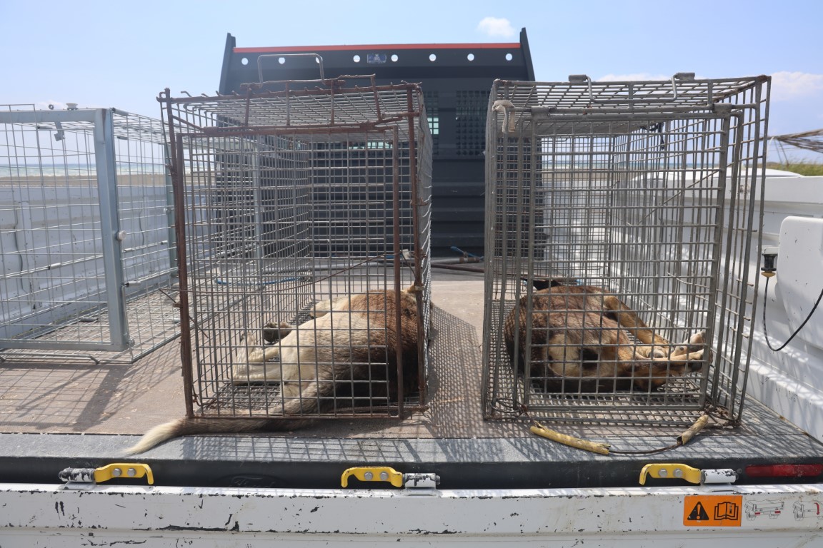 Kuduz karantinasındaki 4 mahallede başıboş köpekler toplanmaya başladı