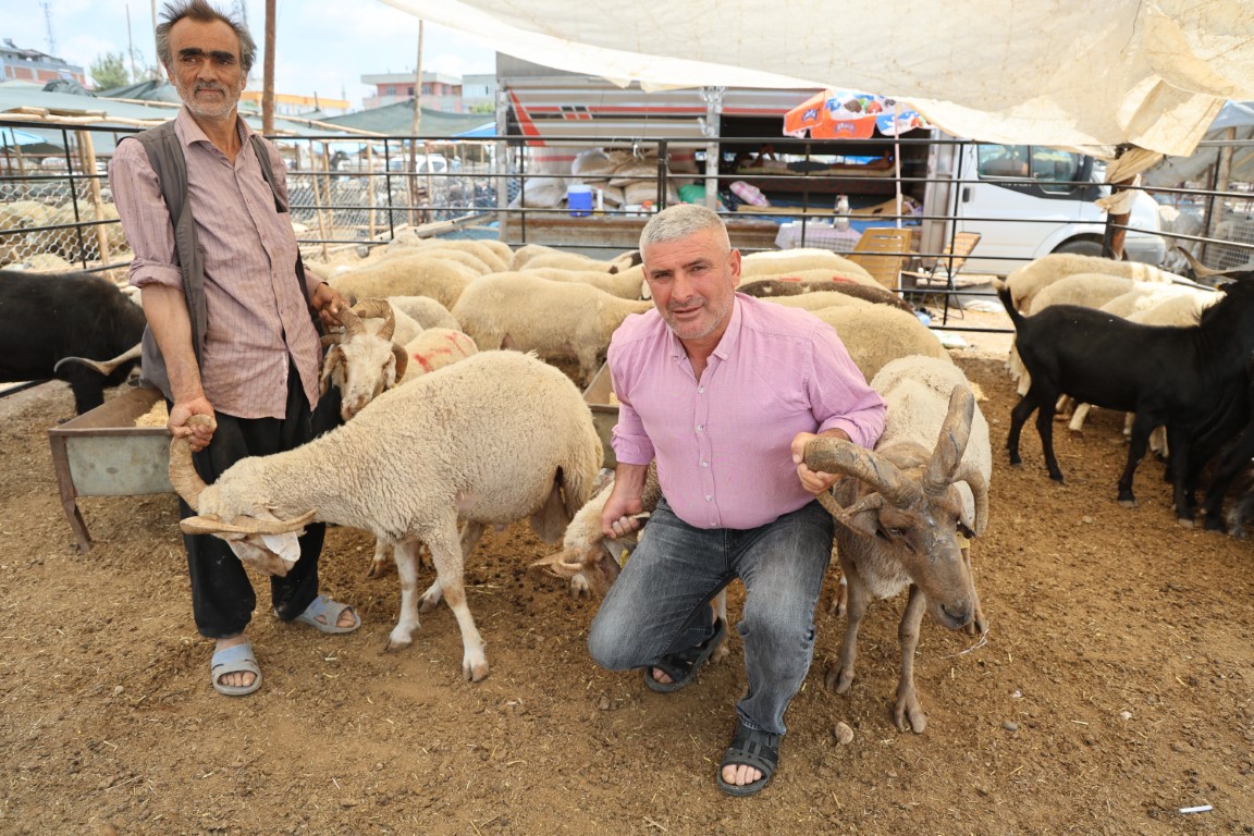 Adana’da 4 boynuzlu koçlar kurban pazarlarının gözdesi oldu