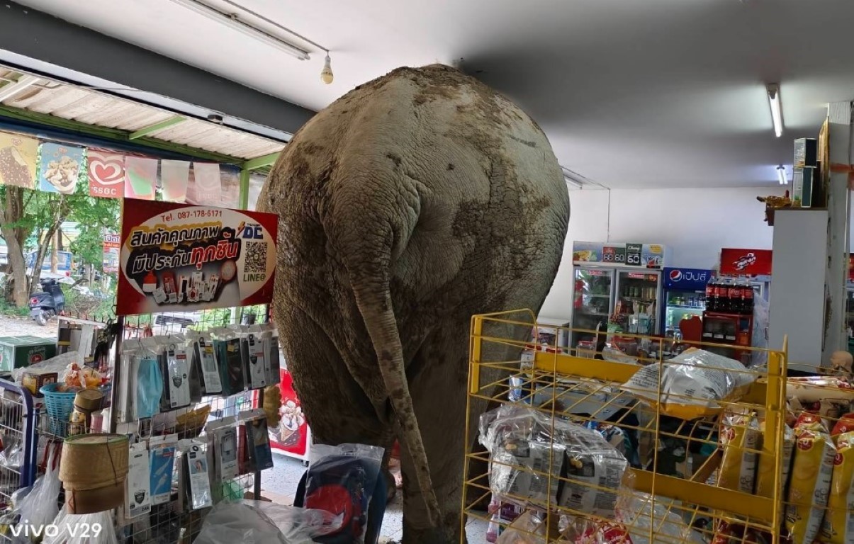 Tayland'da market sahibi, atıştırmalıkları yiyen fili sapanla kovaladı