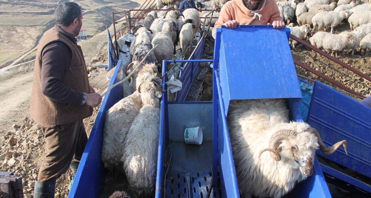Bayburt’ta küçükbaş hayvanlar mobil koyun yıkama makineleriyle yıkanarak ilaçlanıyor
