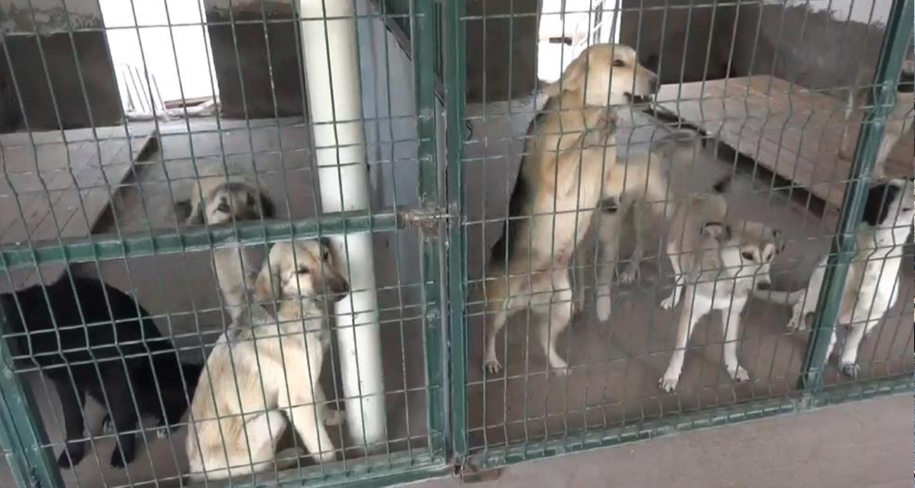Yaklaşık 4 milyon sahipsiz köpek var, alacak barınak yok