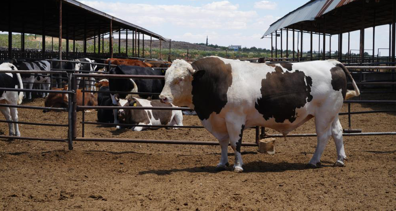 Gaziantep’te 1 ton 600 kiloluk dana fiyatıyla dudak uçuklatıyor