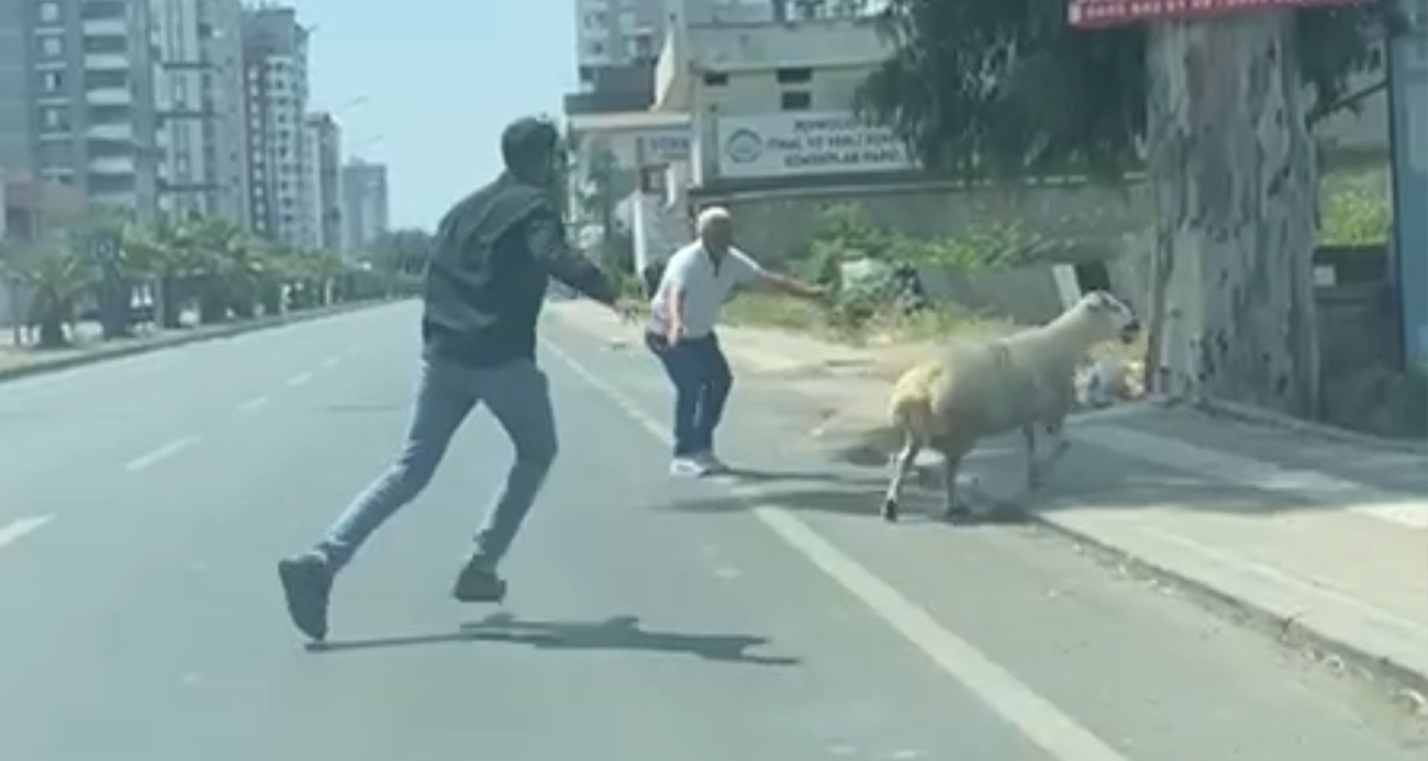 Adana’da kaçan koyun ve keçiler sahiplerini peşlerinden koşturdu