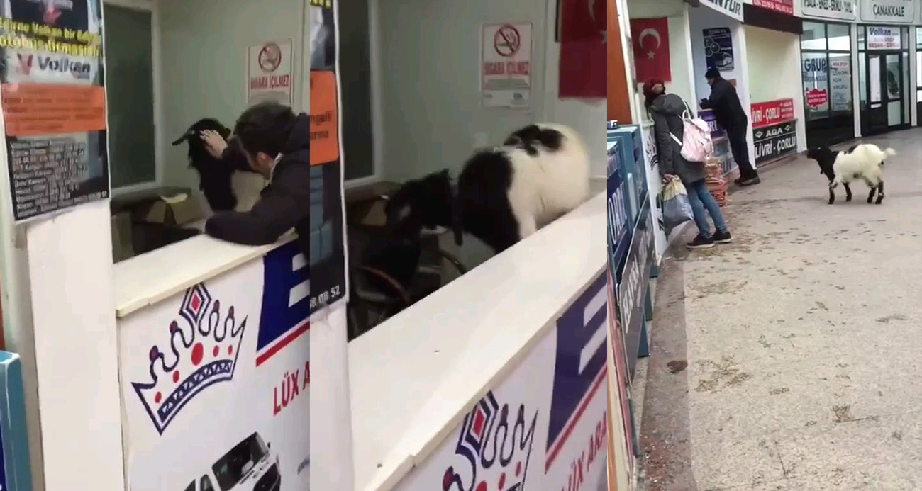 Kurban Bayramı’nda otogara giren inatçı keçi çekmeceden paraları alıp gitti