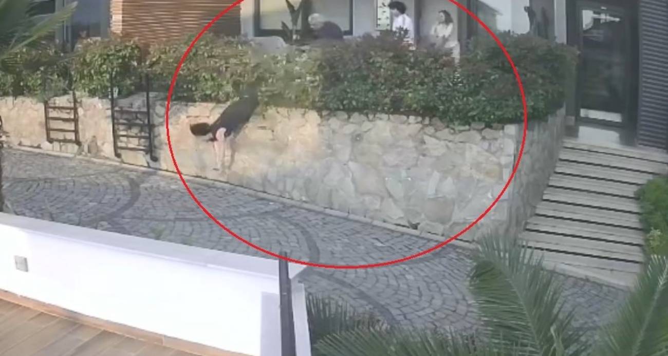 Ordu’da komşu tartışması: Doktorun itelediği kadın düşerek ağır yaralandı