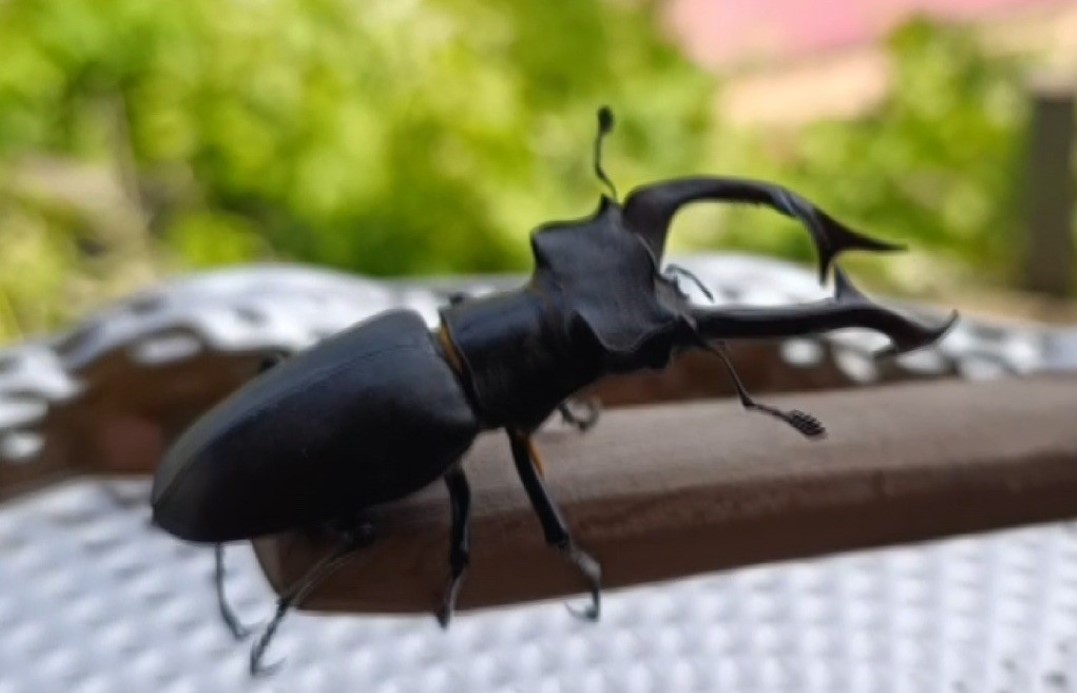 Parmak büyüklüğünde geyik böceği görüldü: Cezası 557 bin TL