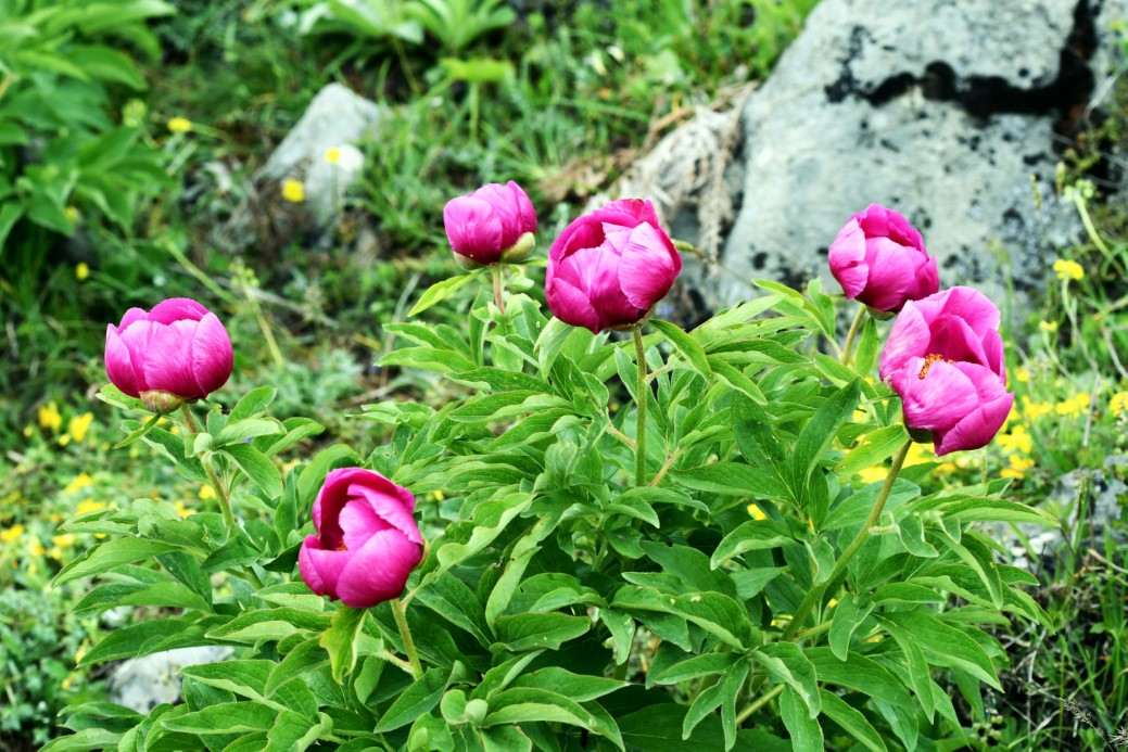 Yılda 10 gün açıyor: Bu çiçeği koparmanın cezası yarım milyon