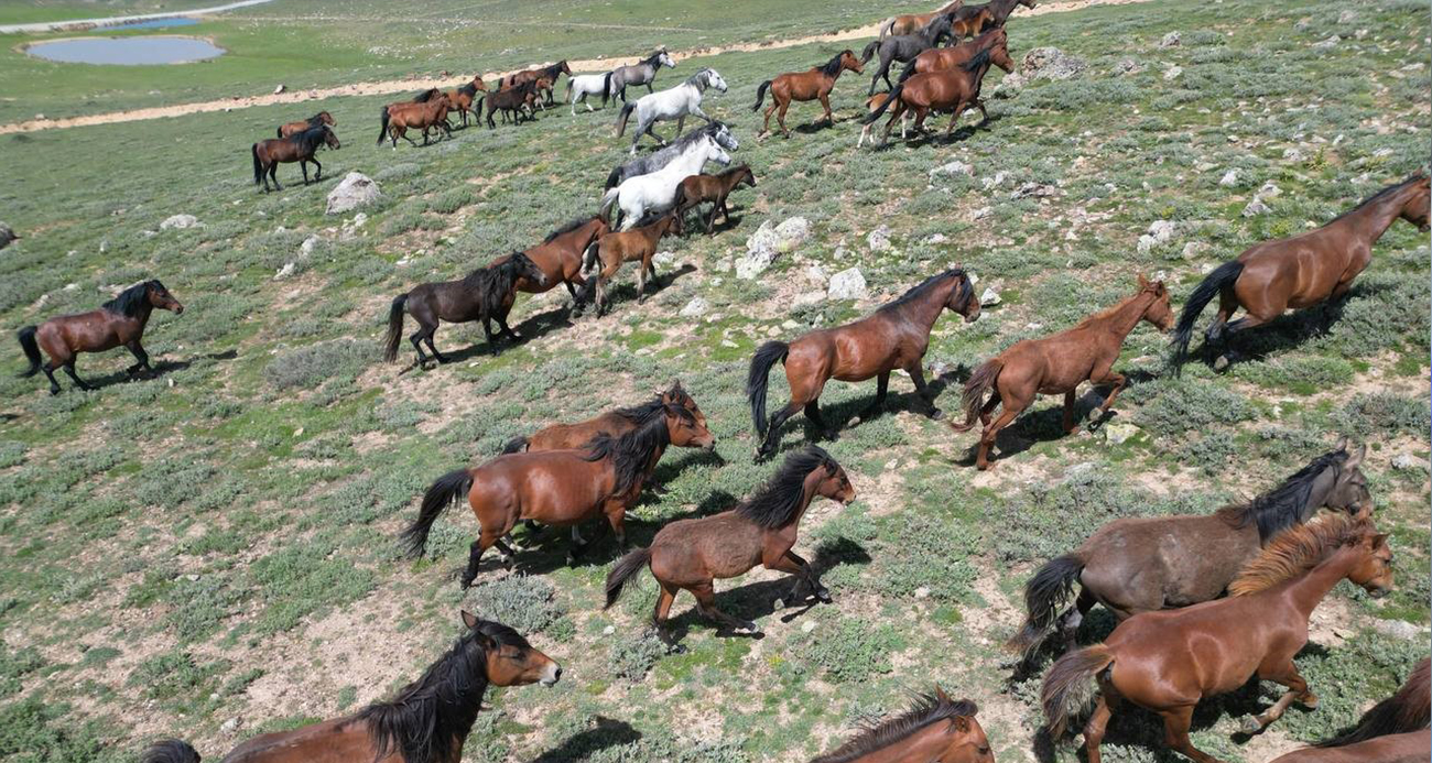 Yayladan aşağı inen yılkı atları dron ile görüntülendi