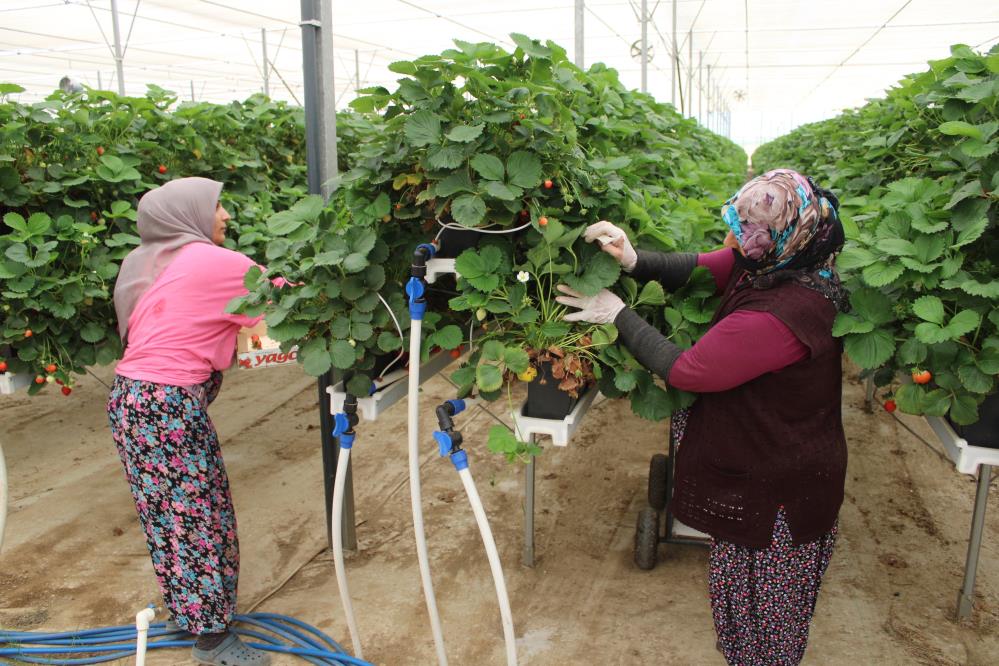 Tarımı, teknolojiyle birleştirdi yaşıtlarına örnek oldu