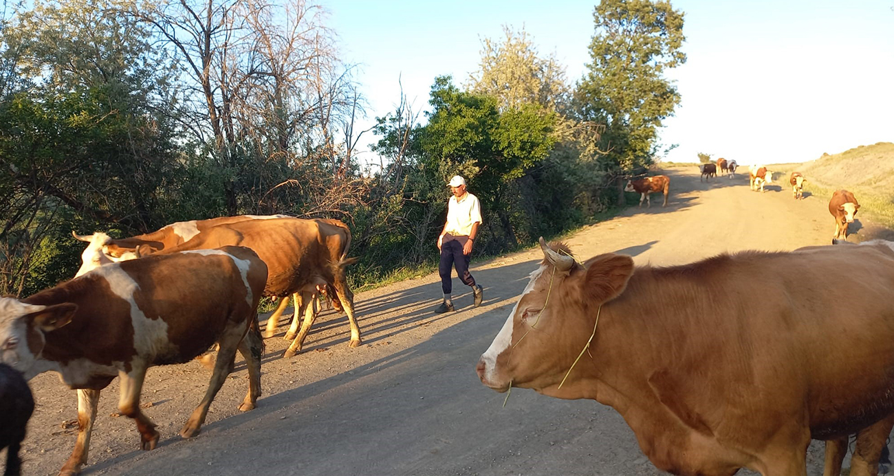Besiciler çoban bulmakta zorlanıyor