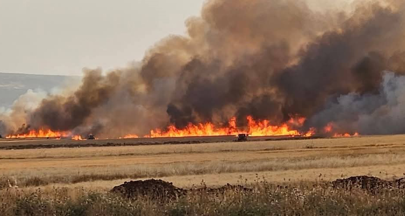 Araban Ovası’nda 8 ayrı noktada 2 bin dönüm ekili alan yandı