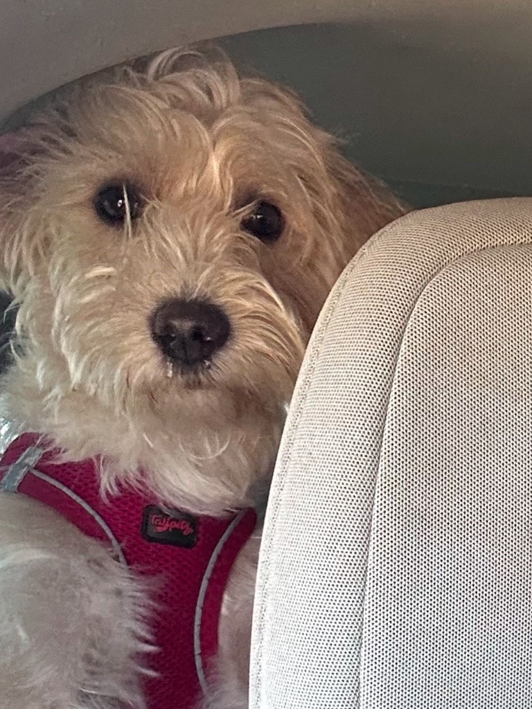 Köpek otelinde ihmal iddiası: Tarçın ölü bulundu, aile davacı oldu