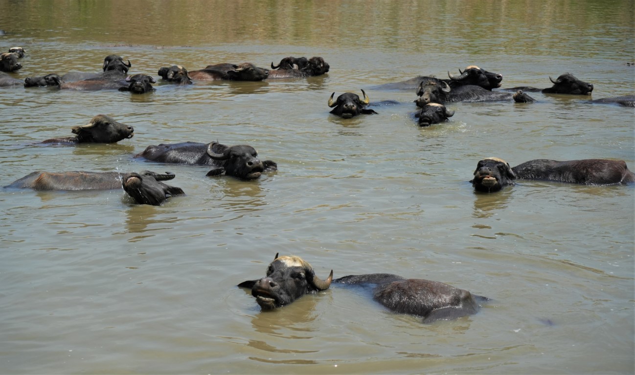 Muş’ta mandalar serin suya girerek hastalıklara karşı kendini koruyor