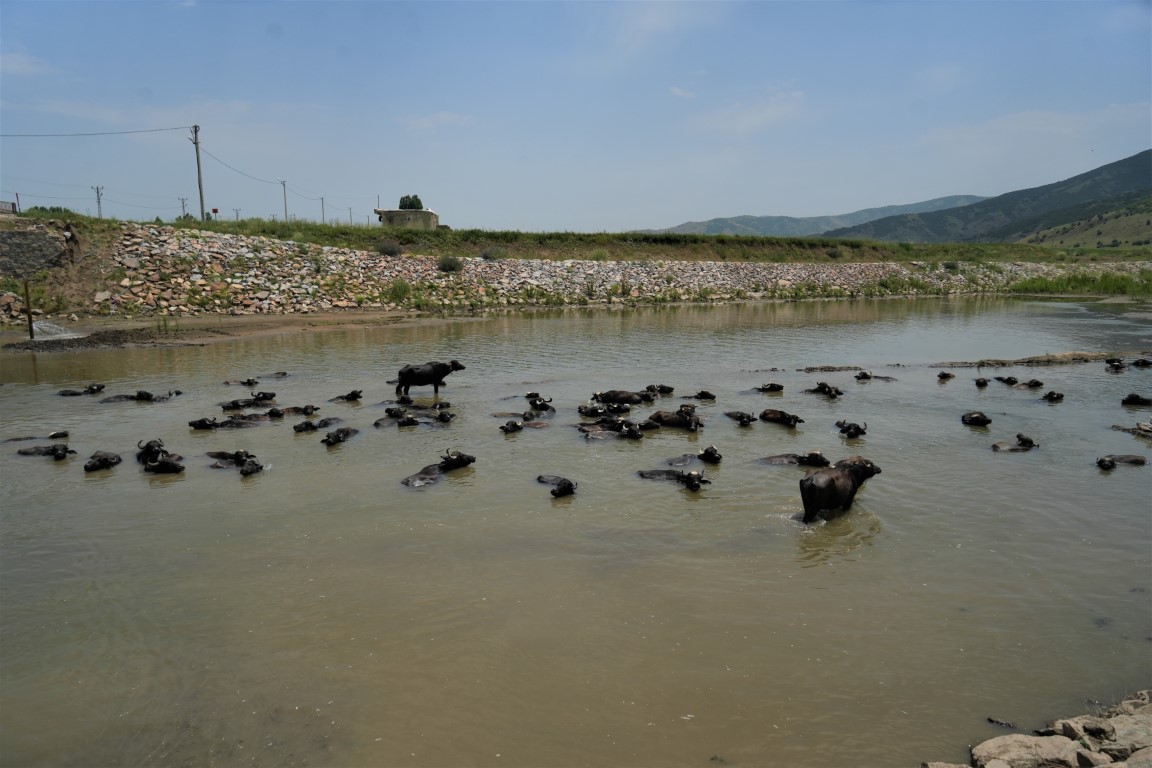 Muş’ta mandalar serin suya girerek hastalıklara karşı kendini koruyor