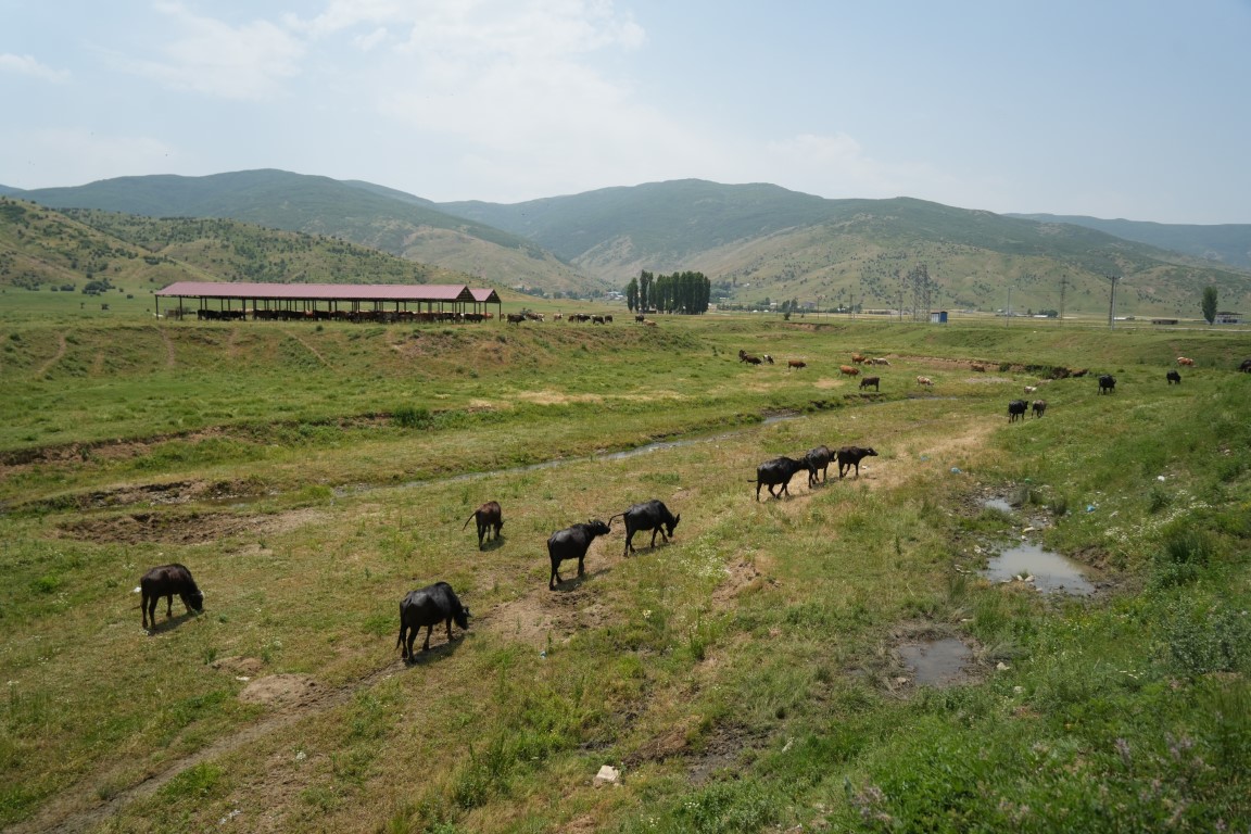 Muş’ta mandalar serin suya girerek hastalıklara karşı kendini koruyor