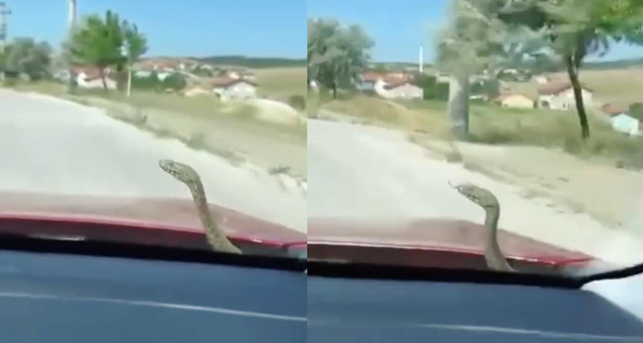 Kütahya’da ’aracın kaputundan çıkan yılan’ şaşkınlığı