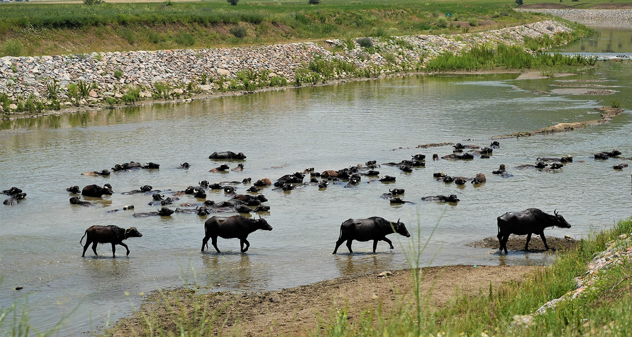 Muş’ta mandalar serin suya girerek hastalıklara karşı kendini koruyor