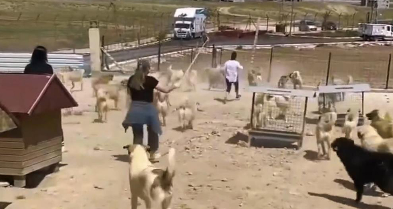 Hayvan barınağında dehşete düşüren görüntüler!
