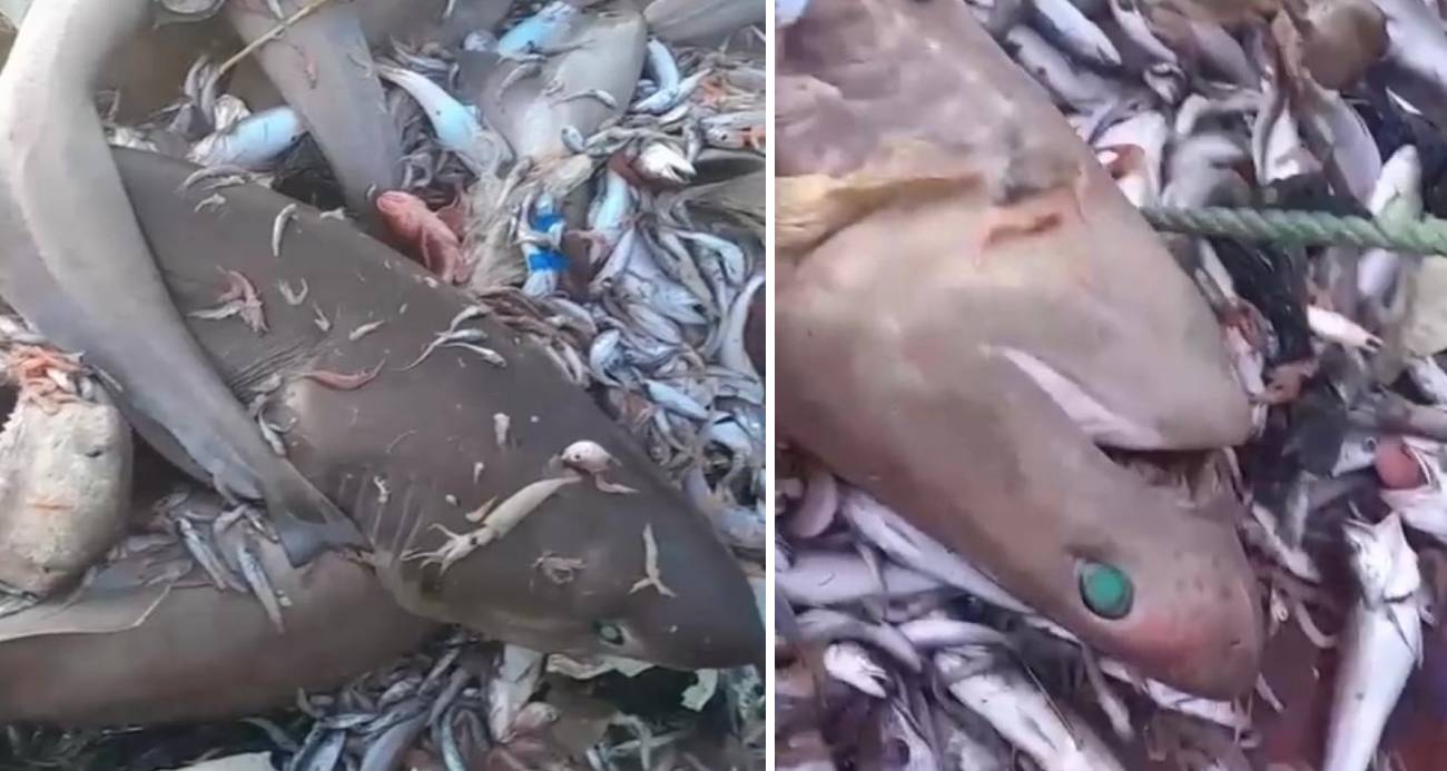 Yer yine Mersin: Bu kez 8 köpekbalığı ağlara takıldı
