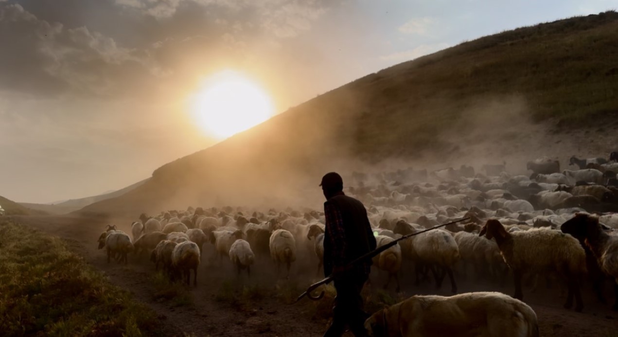 Sürülerin geleneksel tozlu yolculuğu başladı