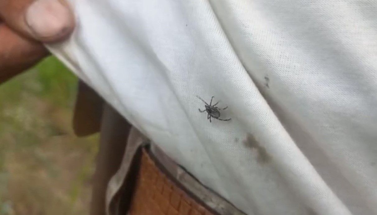 Yozgat’ta keneler görülmeye devam ediyor