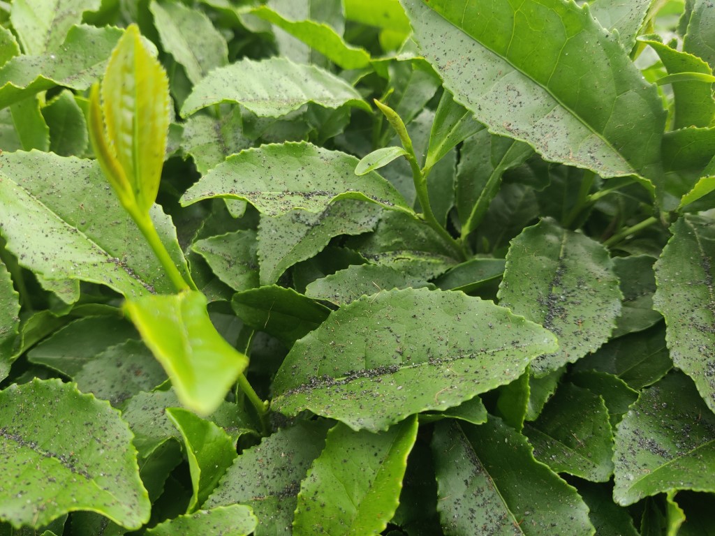 Çay fabrikasının bacasından çıkan kömür tozları çay bahçelerine yağıyor