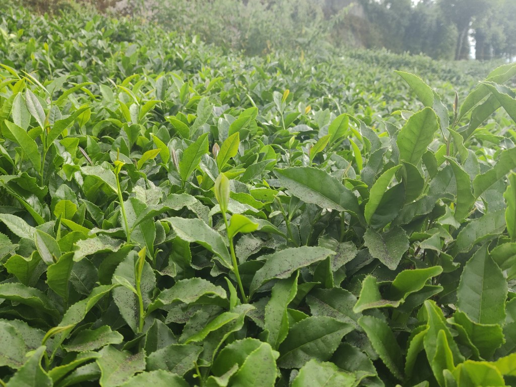 Çay fabrikasının bacasından çıkan kömür tozları çay bahçelerine yağıyor