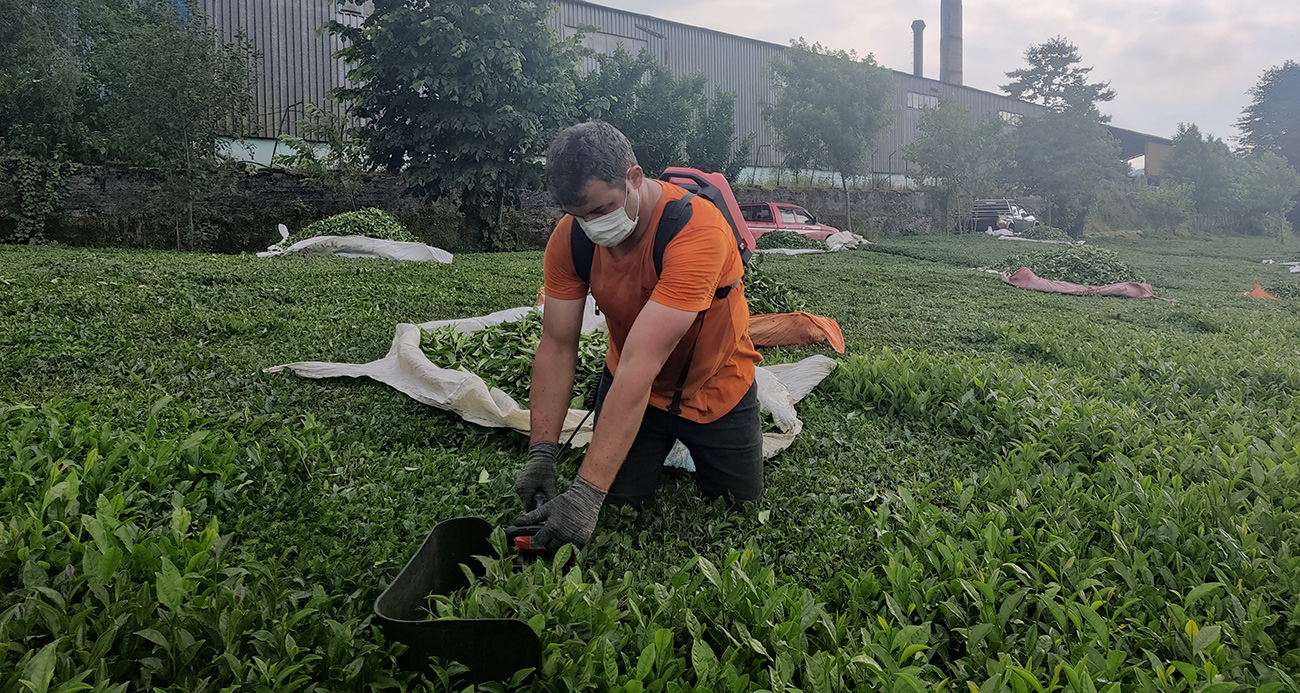 Çay fabrikasının bacasından çıkan kömür tozları çay bahçelerine yağıyor