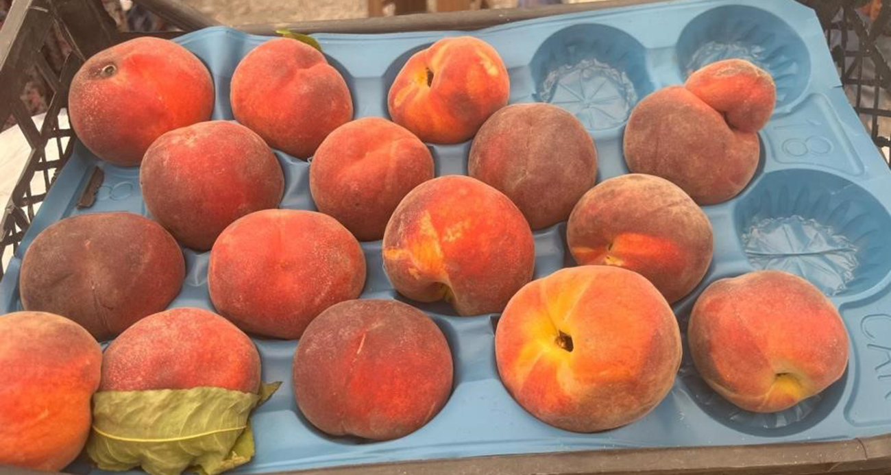 Bursa şeftalisi sezona dalında 50 lirayla başladı