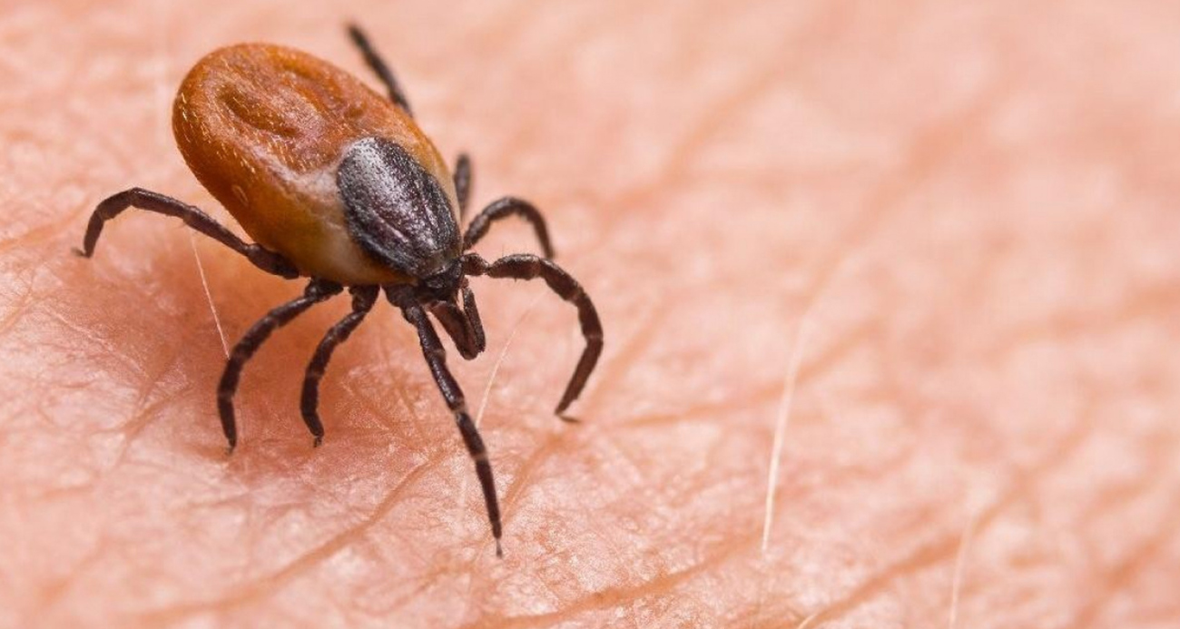 Kenenin yapıştığı yaşlı kadın öldü, kentte ölü sayısı 8’e ulaştı