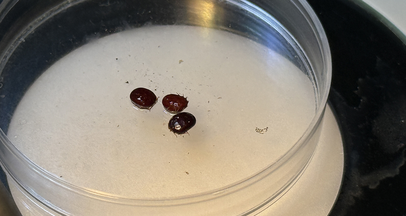 Türkiye’nin kene faunası değişiyor: Yeni türler takip altında