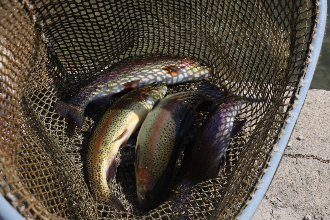 Denize kıyısı olmayan Sivas’ta üretilen balıklar dünyaya pazarlanıyor