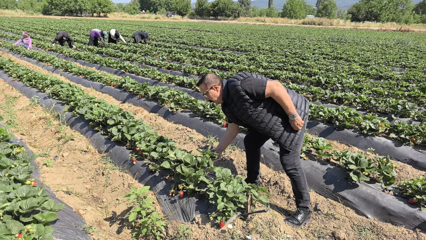 Bursa'da 'kırmızı elmas' hasadı başladı