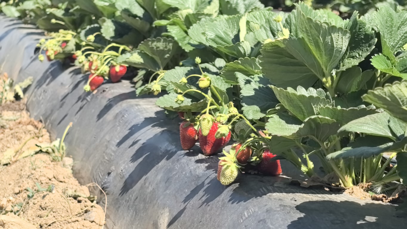 Bursa'da 'kırmızı elmas' hasadı başladı