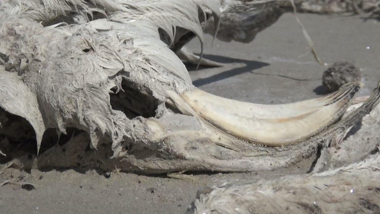 Tuz Gölü’nde yüzlerce flamingo ölü olarak bulundu