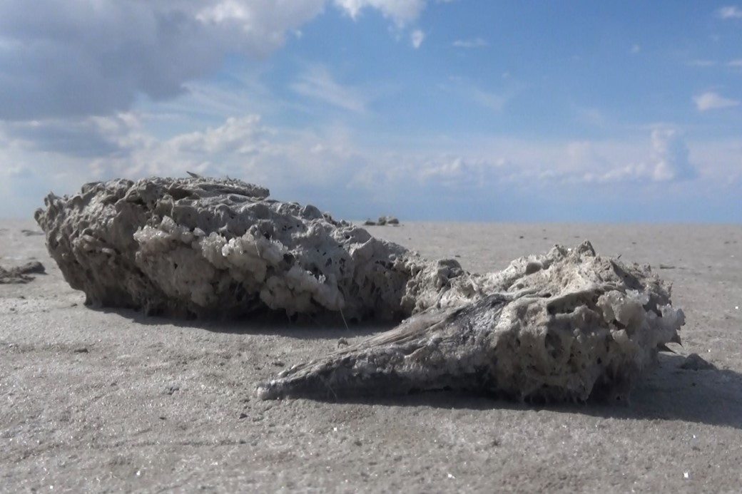 Tuz Gölü’nde yüzlerce flamingo ölü olarak bulundu