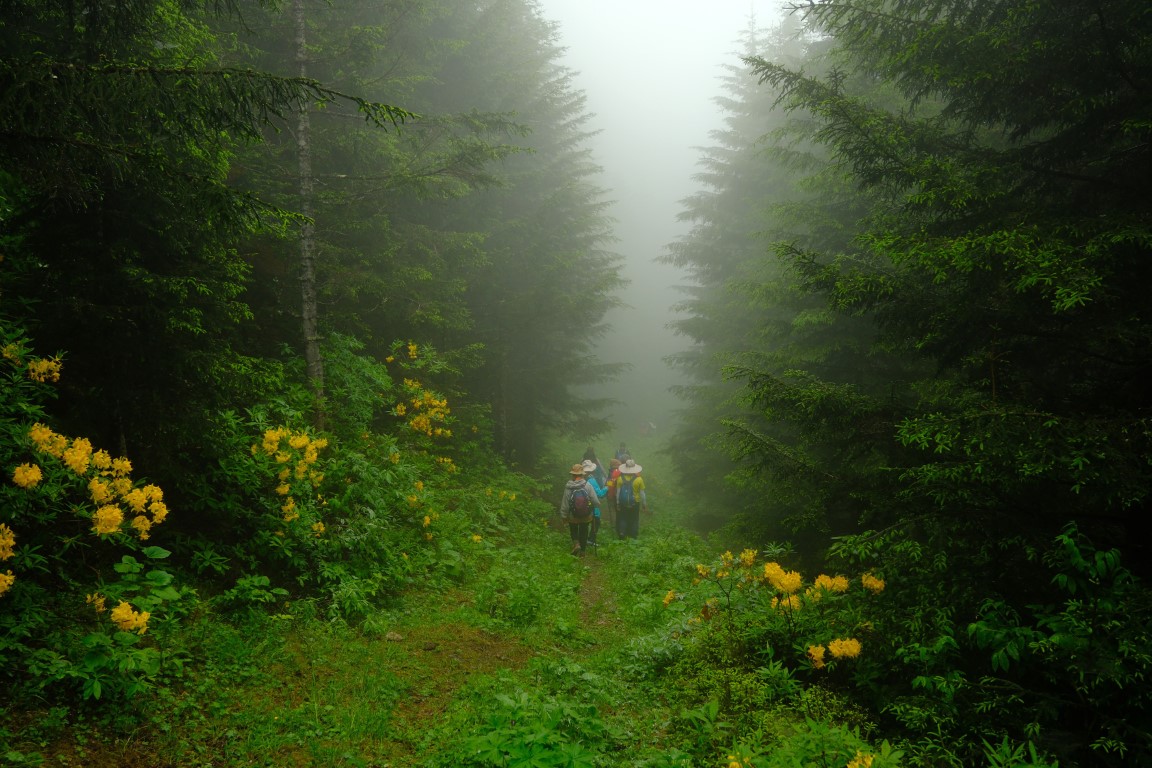 <p>Yemyeşil ormanların arasında, taş d&ouml;şeli tarihi patikaları takip eden doğaseverler, ge&ccedil;mişin izlerini g&uuml;n&uuml;m&uuml;ze taşıyan &ccedil;ok sayıda tarihi yapı ve k&ouml;pr&uuml;yle karşılaştı. Zifin &ccedil;i&ccedil;ekleri, papatyalar ve orman &ccedil;ilekleriyle s&uuml;slenen doğa manzarası, y&uuml;r&uuml;y&uuml;şe ayrı bir renk kattı.</p>