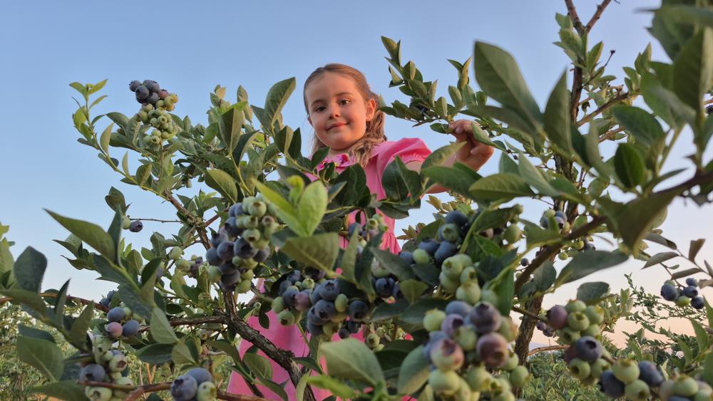 22 yaşında kendi bahçesini kurdu, şimdi 15 ton hasat bekliyor