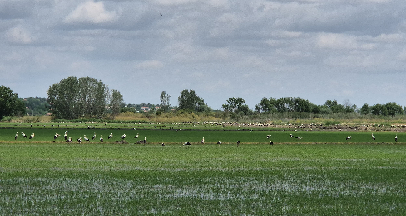 Çeltik tarlası değil leylek tarlası: Binlerce leylek tarlayı kapladı