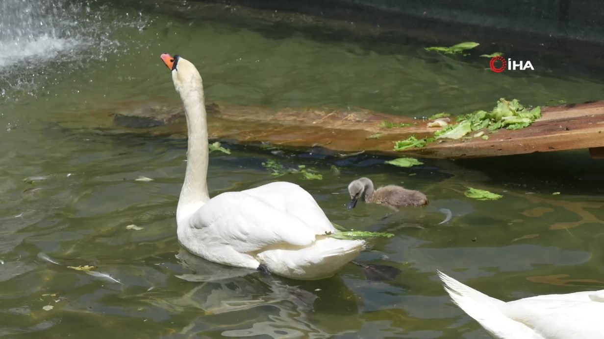 Kuğulu Park’ta 15 yıl sonra bir ilk: Beyaz kuğu yumurtadan çıktı