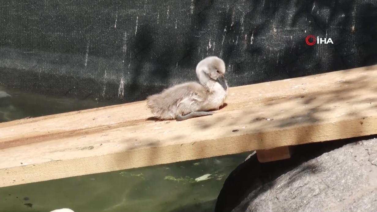 Kuğulu Park’ta 15 yıl sonra bir ilk: Beyaz kuğu yumurtadan çıktı