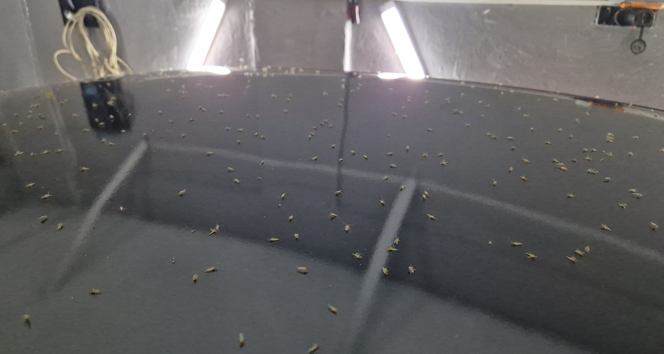 Tekirdağ’da korkutan görüntü: ‘Sinek hortumları’ görüntülendi